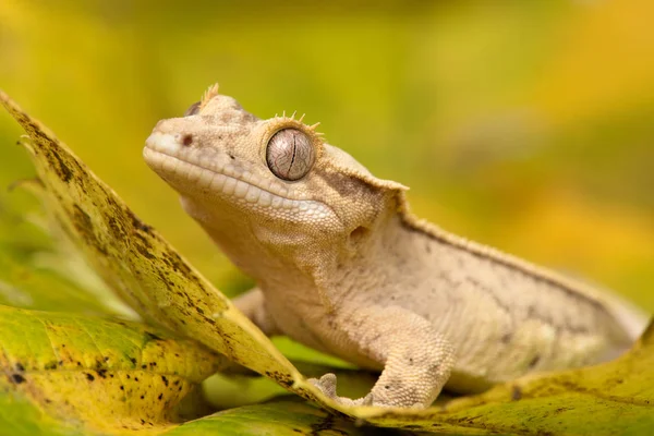 Rhacodactylus Ciliatus Lizzard New Caledonia — Stock Photo, Image