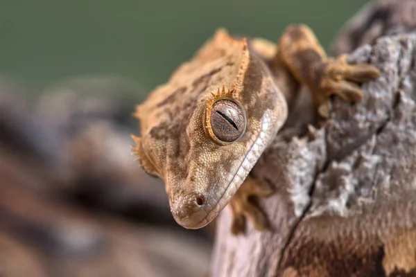 Rhacodactylus Ciliatus Lizzard Nowej Kaledonii — Zdjęcie stockowe