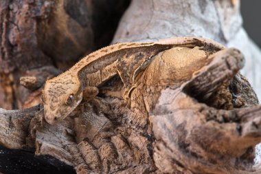 Yeni Kaledonya 'dan Rhacodactylus ciliatus lizzard