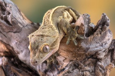 Yeni Kaledonya 'dan Rhacodactylus ciliatus lizzard