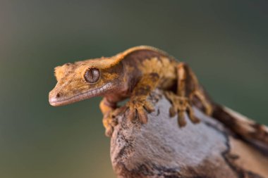 Yeni Kaledonya 'dan Rhacodactylus ciliatus lizzard
