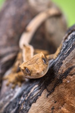 Yeni Kaledonya 'dan Rhacodactylus ciliatus lizzard