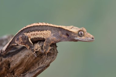 Yeni Kaledonya 'dan Rhacodactylus ciliatus lizzard