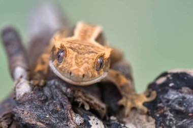 Yeni Kaledonya 'dan Rhacodactylus ciliatus lizzard