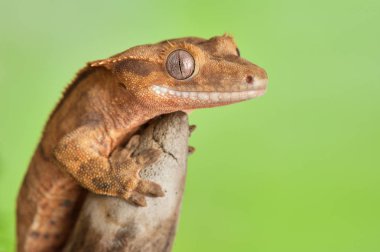 Yeni Kaledonya 'dan Rhacodactylus ciliatus lizzard