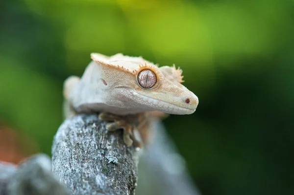 Lagarto Rhacodactylus Ciliatus Nueva Caledonia — Foto de Stock