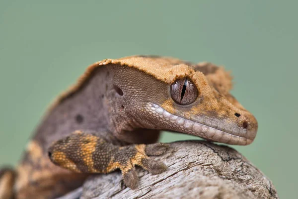 Rhacodactylus Ciliatus Lizzard New Caledonia — Stock Photo, Image