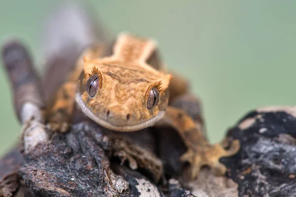 Rhacodactylus Ciliatus Lizzard Nowej Kaledonii — Zdjęcie stockowe