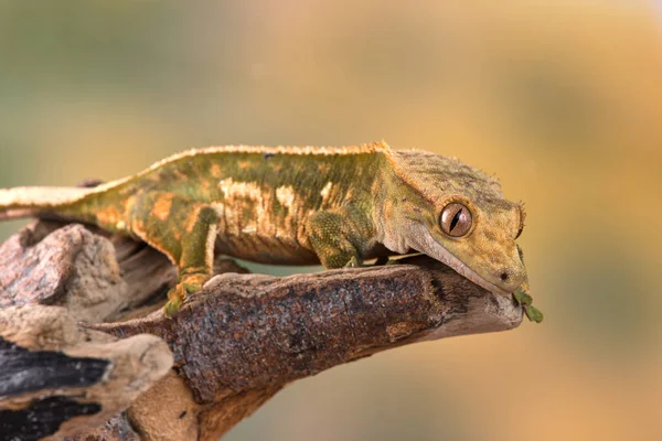 Yeni Kaledonya Dan Rhacodactylus Ciliatus Lizzard — Stok fotoğraf