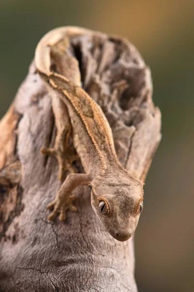 Rhacodactylus Ciliatus Lizzard Från Nya Kaledonien — Stockfoto