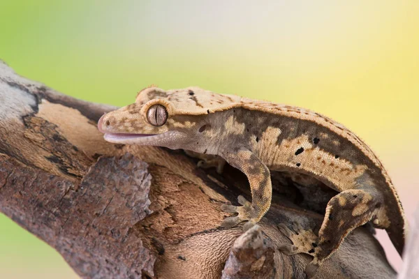 Rhacodactylus Ciliatus Lizzard Новой Каледонии — стоковое фото