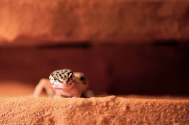 Eublepharis macularius Küçük bir kertenkele