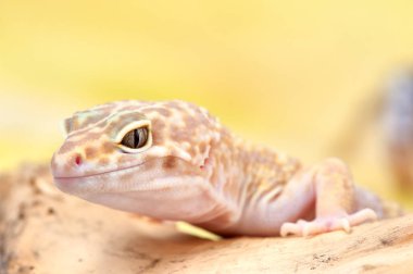 Eublepharis macularius Küçük bir kertenkele