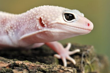 Eublepharis macularius Küçük bir kertenkele