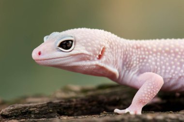 Eublepharis macularius Küçük bir kertenkele