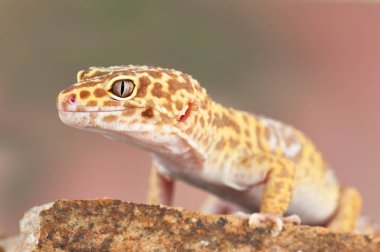 Eublepharis macularius Küçük bir kertenkele