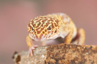 Eublepharis macularius Küçük bir kertenkele