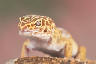 Eublepharis macularius Küçük bir kertenkele