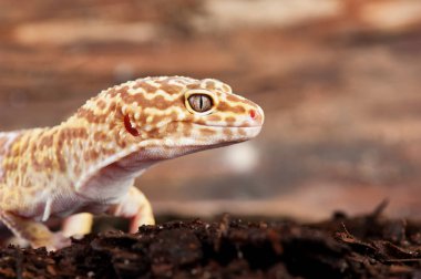 Eublepharis macularius Küçük bir kertenkele