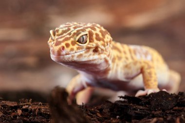 Eublepharis macularius Küçük bir kertenkele