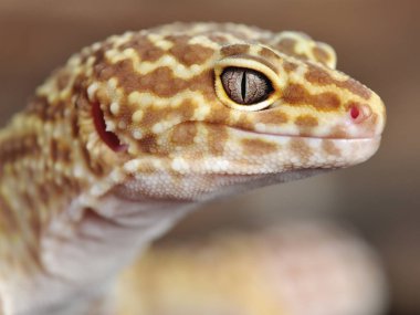 Eublepharis macularius Küçük bir kertenkele