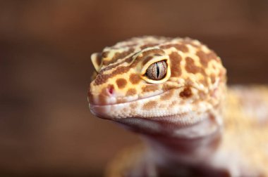 Eublepharis macularius Küçük bir kertenkele