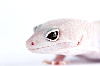 Eublepharis macularius Küçük bir kertenkele