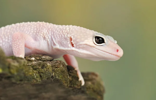 Eublepharis Macularius Little Lizard — Stock Photo, Image