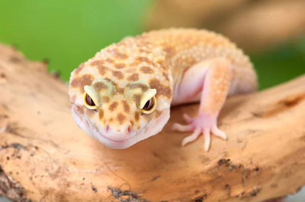 Eublepharis Macularius Pequeño Lagarto — Foto de Stock