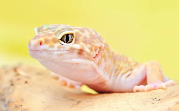 Eublepharis Macularius Pequeño Lagarto — Foto de Stock