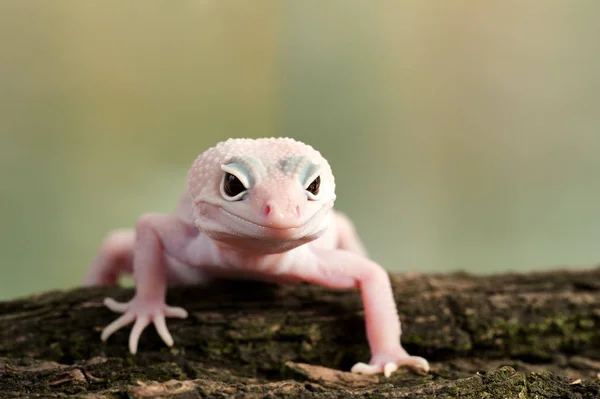 Eublepharis Macularius Little Lizard — Stock Photo, Image