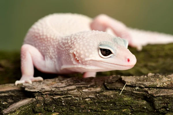 Eublepharis Macularius Küçük Bir Kertenkele — Stok fotoğraf