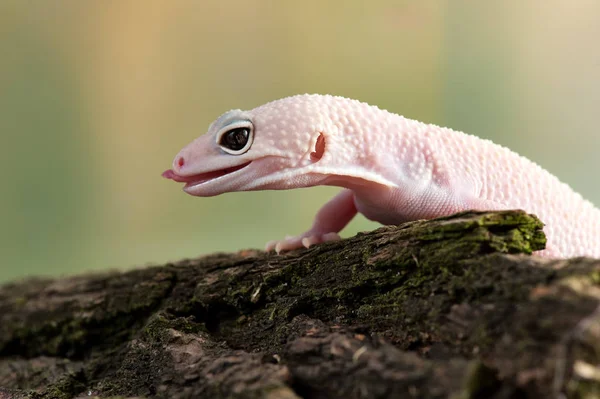 Eublepharis Macularius Küçük Bir Kertenkele — Stok fotoğraf