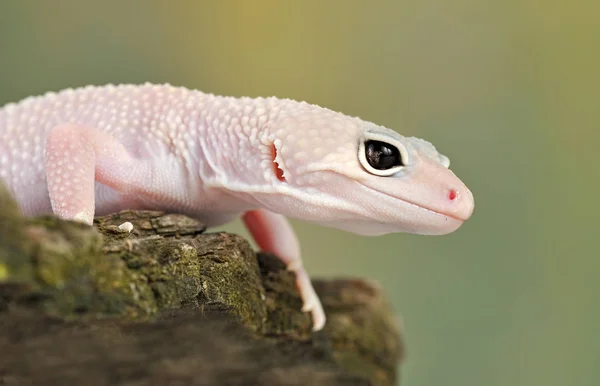 Eublepharis Macularius Küçük Bir Kertenkele — Stok fotoğraf