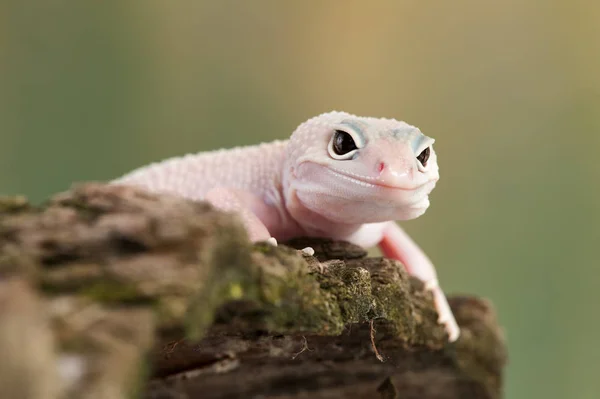 Eublepharis Macularius Een Hagedis — Stockfoto