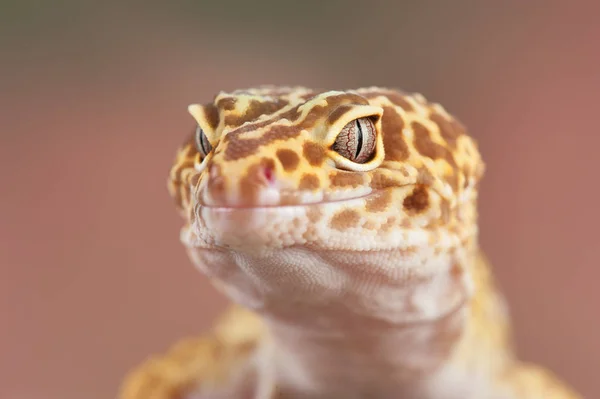 Eublepharis Macularius Little Lizard — Stock Photo, Image