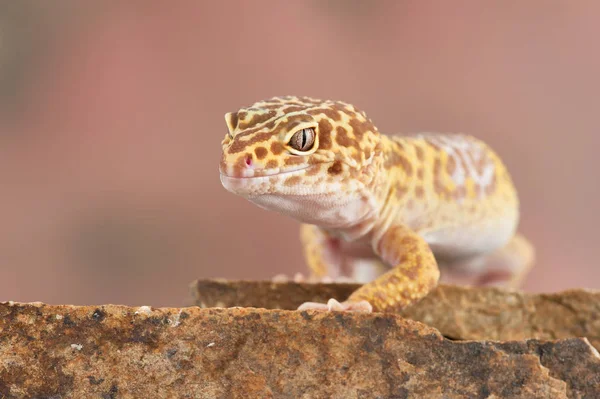 Eublepharis Macularius Lucertola — Foto Stock