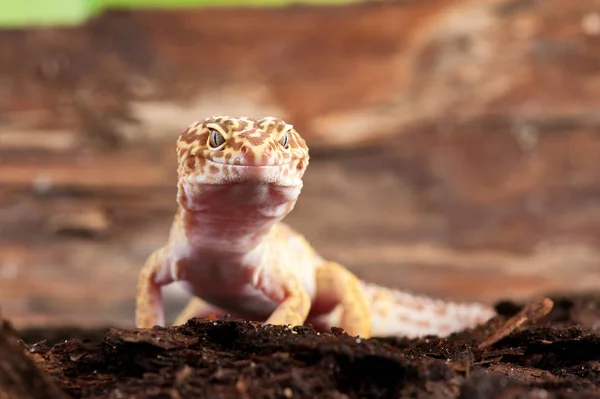 Eublepharis Macularius Little Lizard — Stock Photo, Image