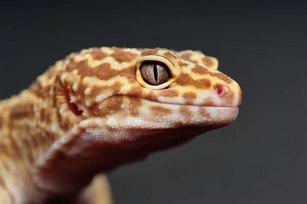 Eublepharis Macularius Little Lizard — Stock Photo, Image