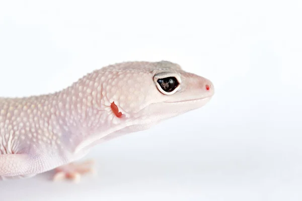 Eublepharis Macularius Pequeño Lagarto — Foto de Stock