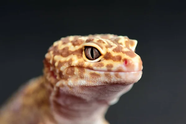 Eublepharis Macularius Pequeno Lagarto — Fotografia de Stock