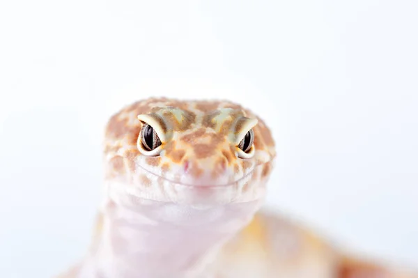 Eublepharis Macularius Little Lizard — Stock Photo, Image