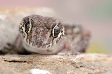 Paroedura picta biraz kertenkele