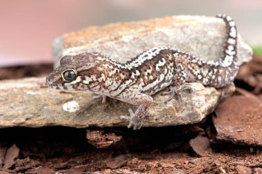 Paroedura picta biraz kertenkele