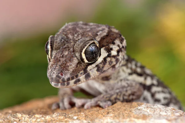 Parfdura Picta Little Lizzard — стоковое фото