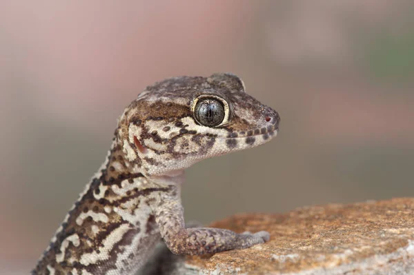 Paroedura Picta Pequeno Lagarto — Fotografia de Stock