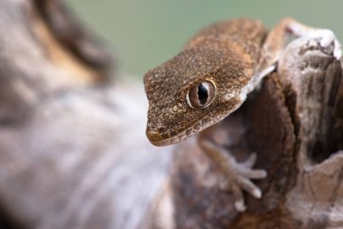 Tarentola chazaliae küçük bir kertenkele