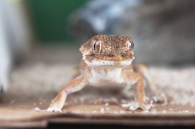 Tarentola chazaliae küçük bir kertenkele