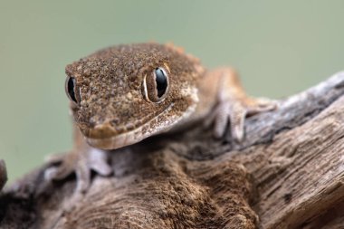 Tarentola chazaliae küçük bir kertenkele
