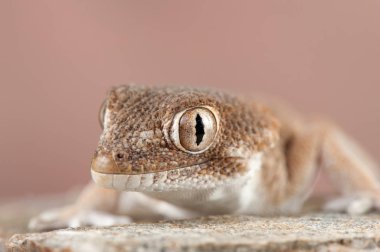 Tarentola chazaliae küçük bir kertenkele